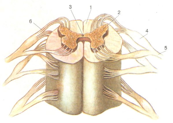 Строение спинного мозга человека