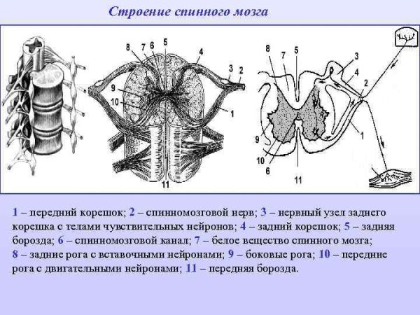 Внутреннее строение спинного мозга анатомия схема