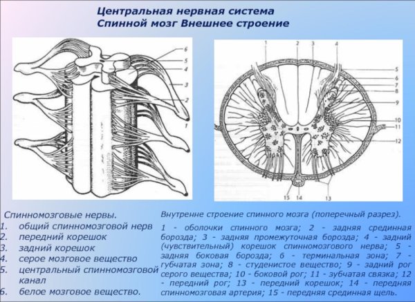 Внутреннее строение спинного мозга анатомия схема