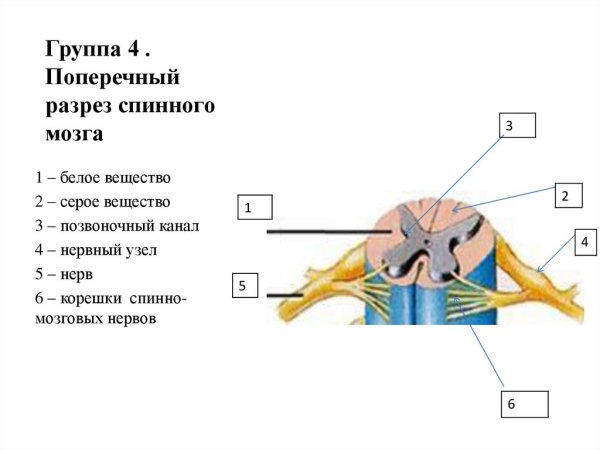Строение спинного мозга на поперечном разрезе