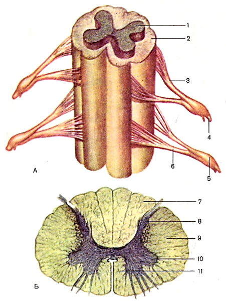Спинной мозг анатомия поперечный разрез
