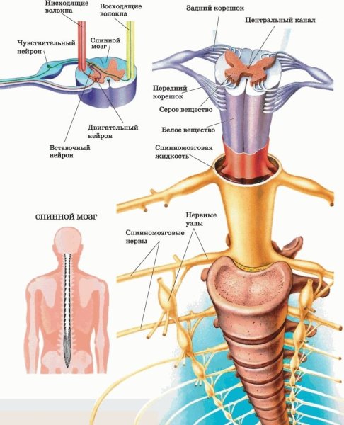 Схема демонстрирующая взаимосвязь спинного и головного мозга