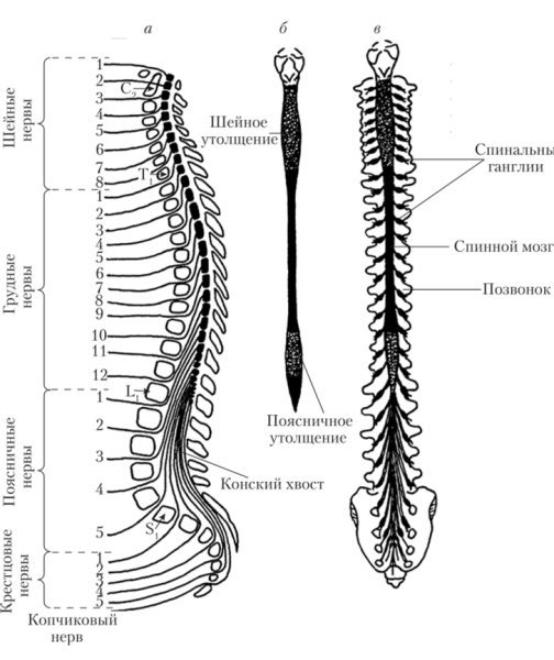 Строение спинного мозга человека