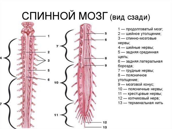 Наружное строение спинного мозга