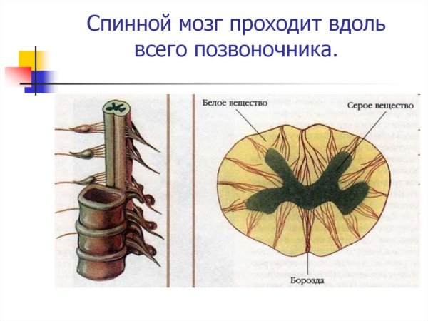 Строение позвоночника и спинного мозга