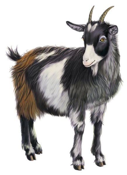 Домашние животные для детей