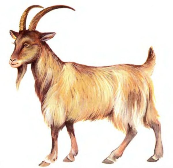 Коза на прозрачном фоне