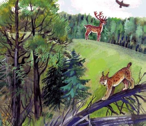 Рисунок тайги смешанный и широколиственный лес 4