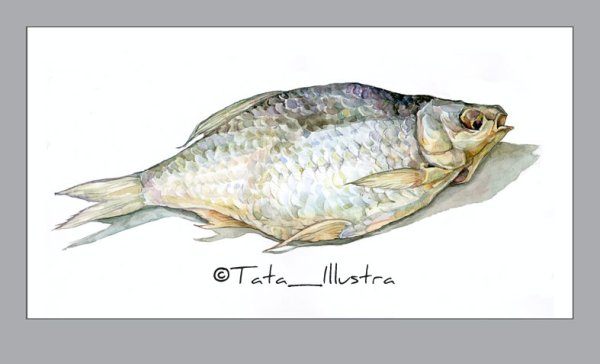 Вобла рисунок