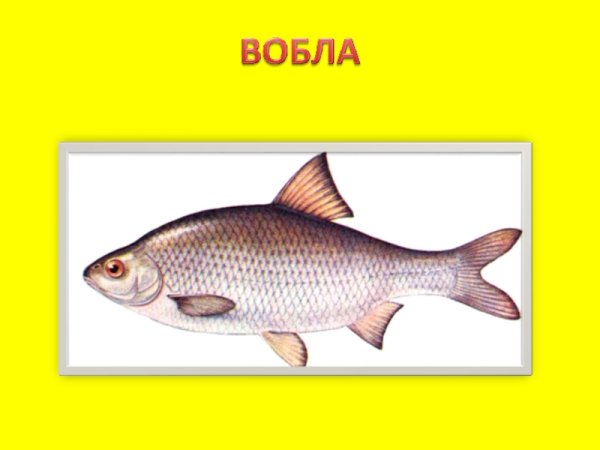 Вобла этикетка