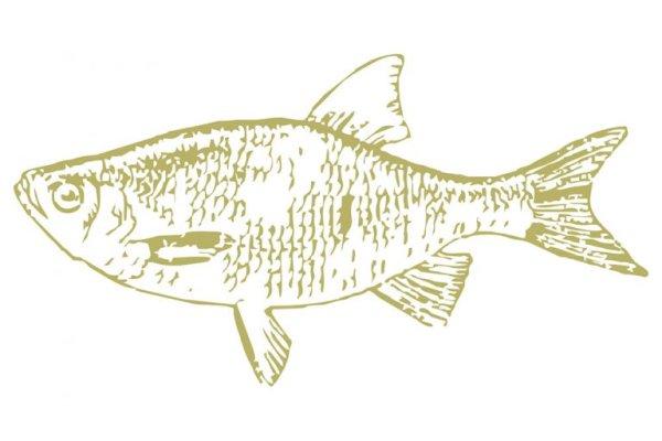 Рыба красноперка раскраска