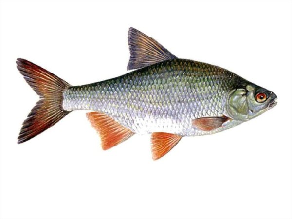 Обыкновенная плотва и чебак