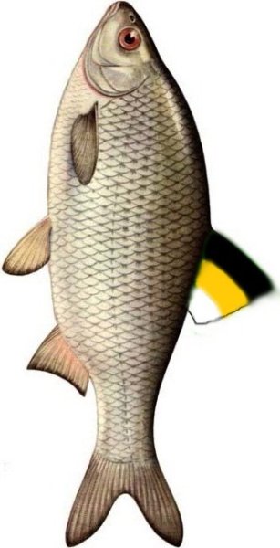 Вобла нарисованная