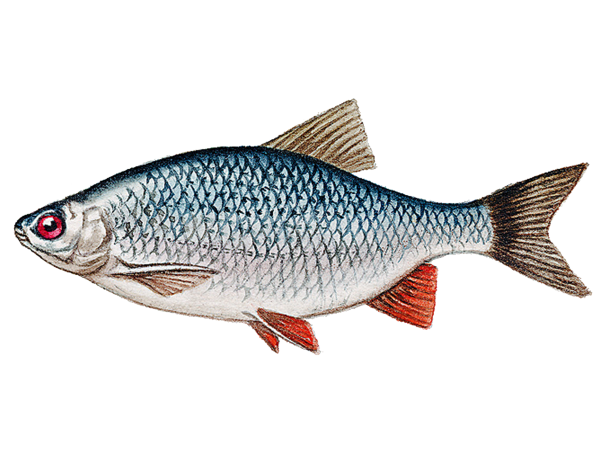 Обыкновенная плотва rutilus rutilus