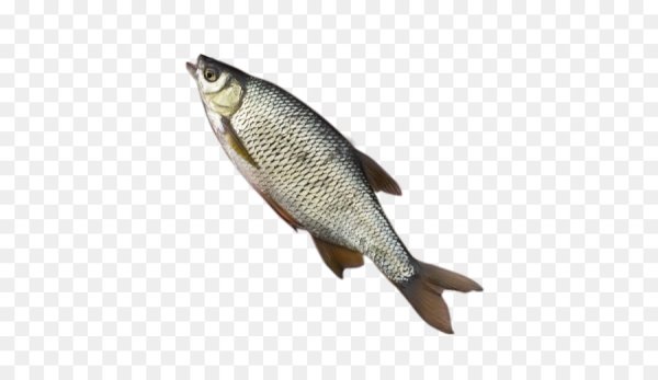 Плотва без фона