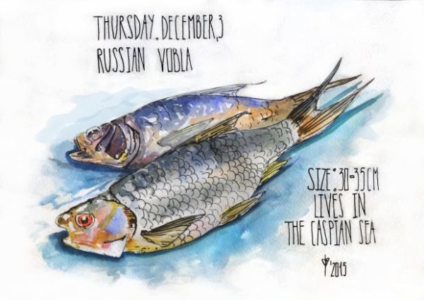 Рыба вобла рисунок