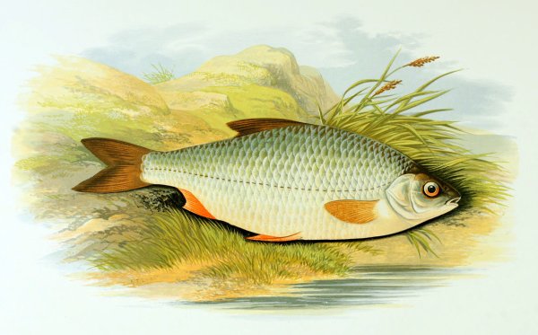 Сорога красноперка плотва вобла