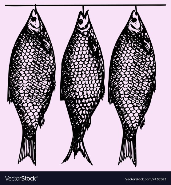 Вяленая рыба контур