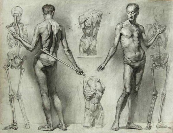 Могилевцев анатомия фигуры человека