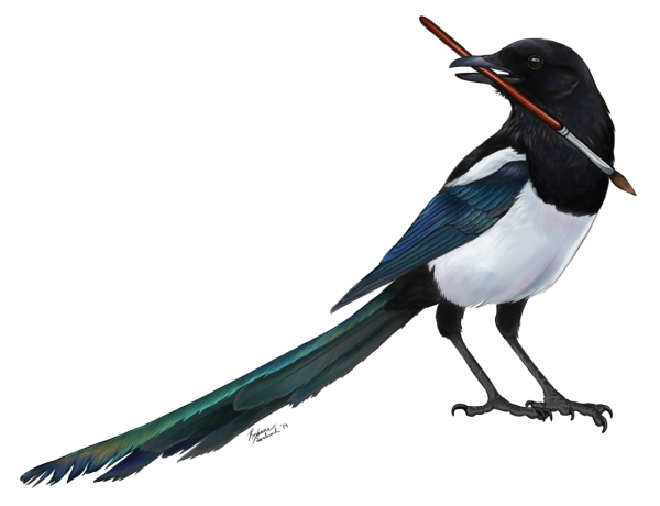 Сорока обыкновенная