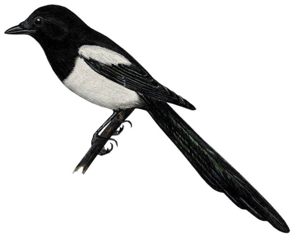 Зимующие птицы сорока для детей