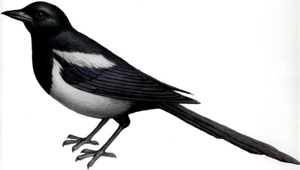 Сорока на белом фоне