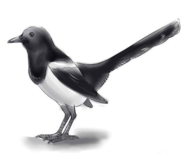 Изображение сороки для детей