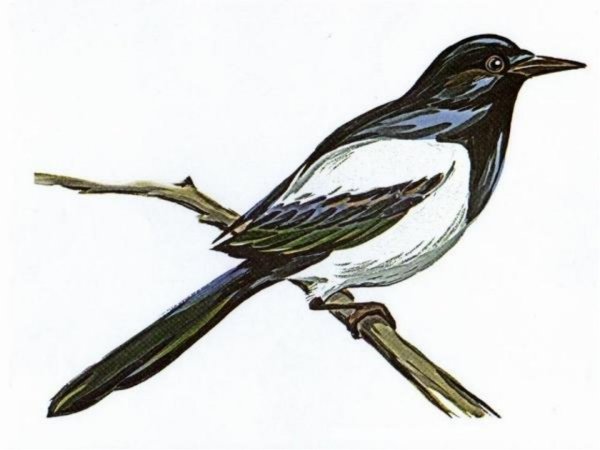 Сорока картинка для детей