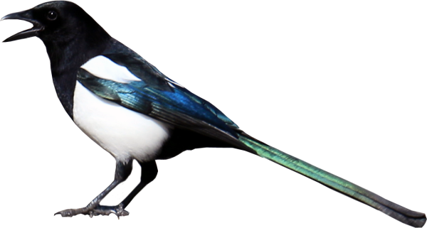 Сорока на белом фоне