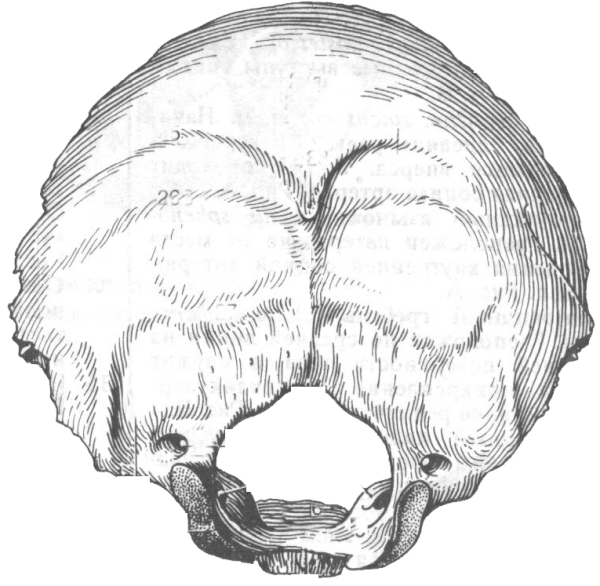 Затылочная кость выйная линия