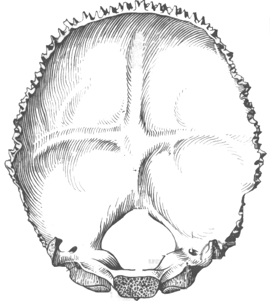 Затылочная кость черепа анатомия
