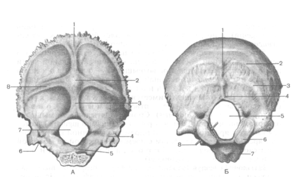 Затылочная кость части кости