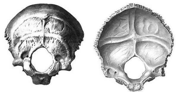 Затылочная кость Синельников