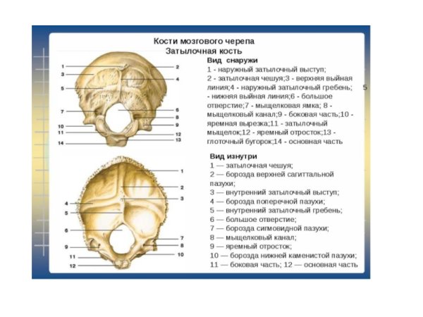 Затылочная чешуя затылочной кости