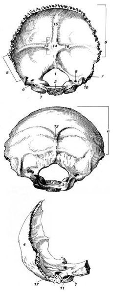 Затылочная кость анатомия Синельников