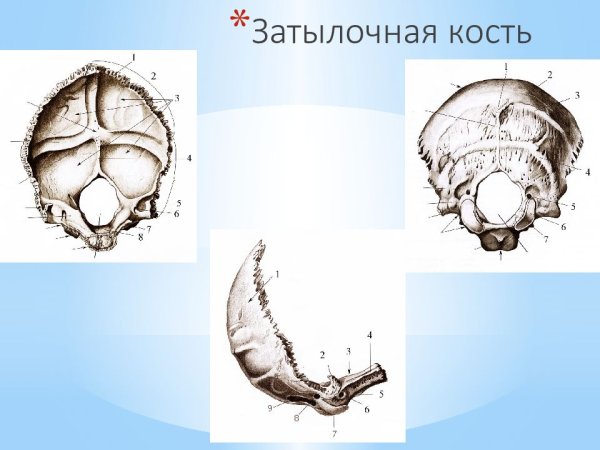 Затылочная кость анатомия Синельников