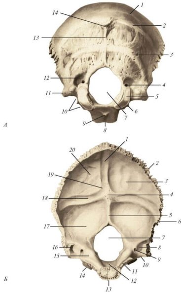 Затылочная кость черепа анатомия