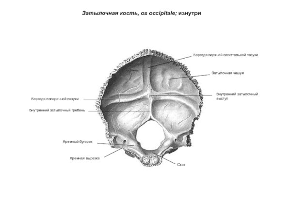 Затылочная кость вид спереди и сзади