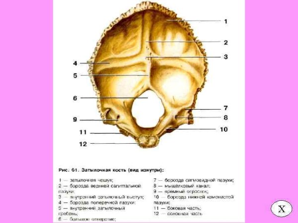 Борозда поперечного синуса затылочной кости
