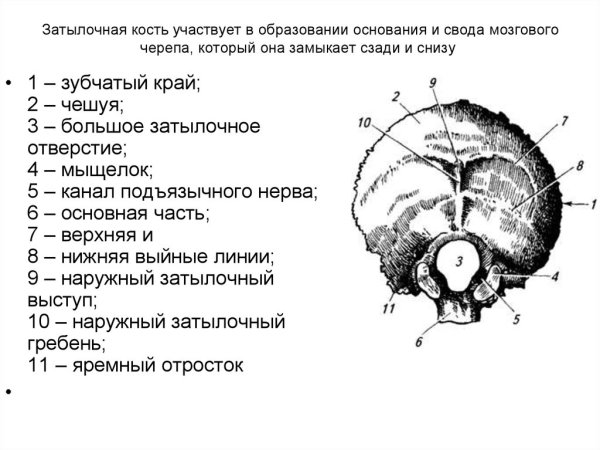 Анатомия затылочной кости черепа