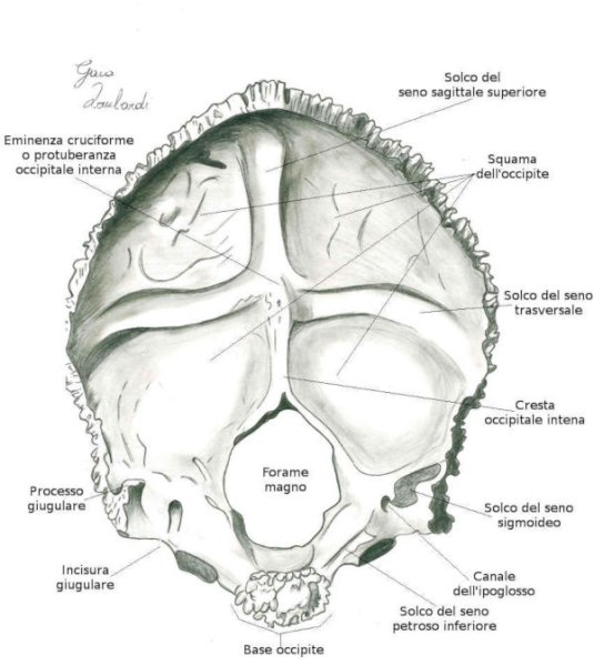 Затылочная кость анатомия