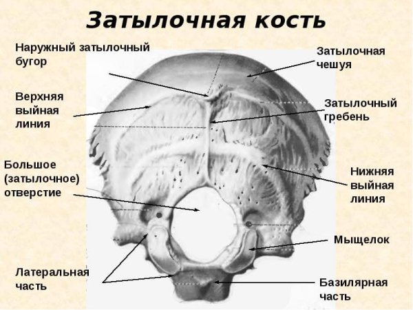 Затылочная кость анатомия расположение на черепе