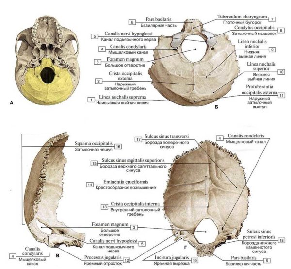 Строение затылочной кости черепа анатомия
