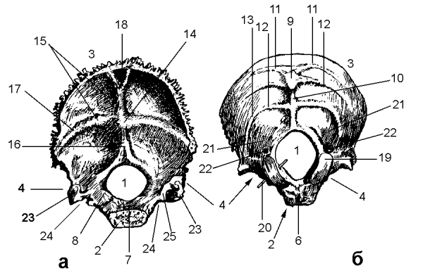 Затылочная кость атлас Синельникова