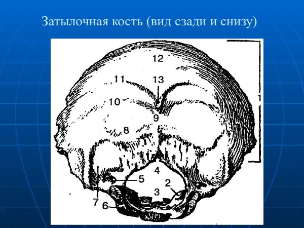 Затылочная кость по Альтшулю