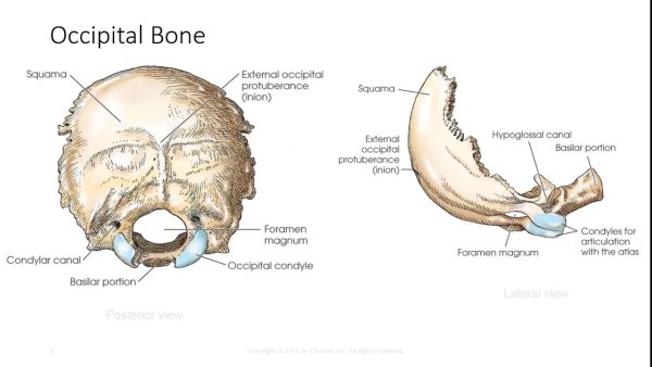Occipital строение