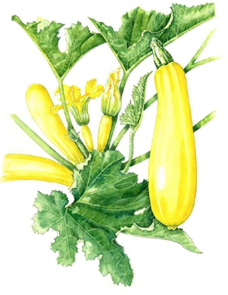 Кабачки мультяшные