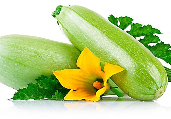 Кабачок на белом фоне