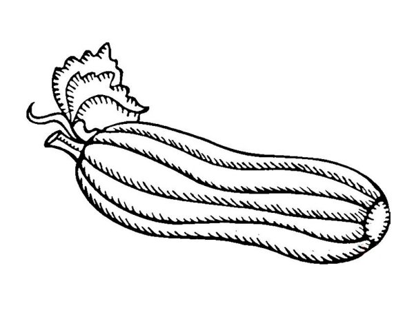 Кабачок для детей в детском саду