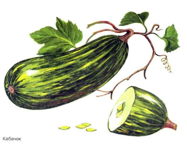 Кабачок клипарт